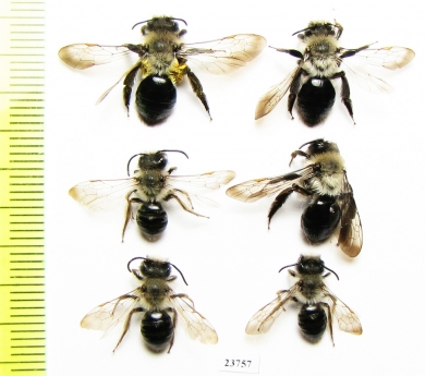 Hymenoptera sp.  Russia, Tver reg. - INSECTS-STORE.RU