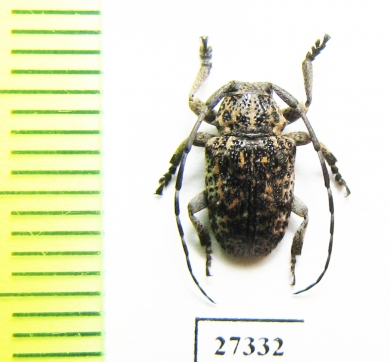 Cerambycidae sp.  South Africa Rep. - INSECTS-STORE.RU