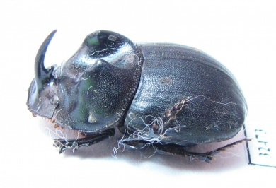 Copris sp.  South Africa Rep. - INSECTS-STORE.RU