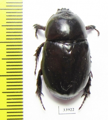 Dynastinae sp.  Panama - INSECTS-STORE.RU