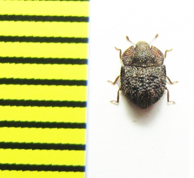 Tarphius moyanus  Gran Canaria isl. - INSECTS-STORE.RU