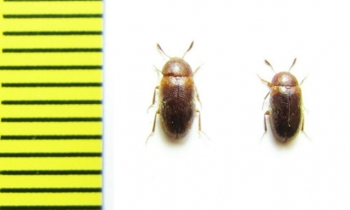 Mycetophagidae, Triphyllus bicolor  Russia, N. Caucasus - INSECTS-STORE.RU