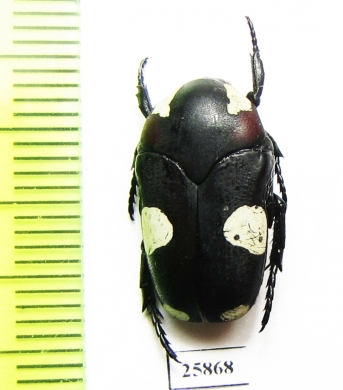 Amazula suavis  South Africa Rep. - INSECTS-STORE.RU