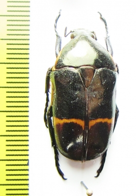 Plaesiorrhina watkinsiana  Cameroon - INSECTS-STORE.RU