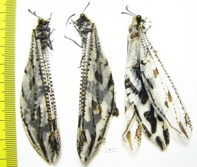 Myrmeleontidae sp.  Namibia - INSECTS-STORE.RU