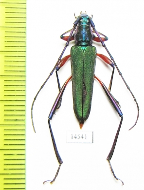 Chloridolum heyrovskyi  Vietnam - INSECTS-STORE.RU