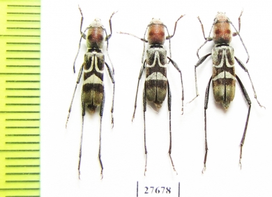 Perissus mutabilis  Laos - INSECTS-STORE.RU