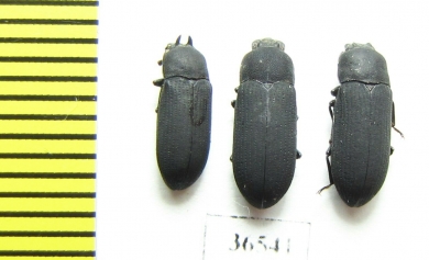 Cryphaeus sp., pair  Indonesia, Kalimantan - INSECTS-STORE.RU