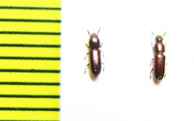 Corticeus sp.  Malaysia - INSECTS-STORE.RU