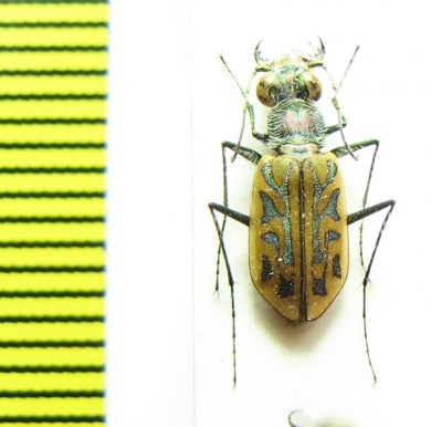 Habrodera ovas, female  Madagascar - INSECTS-STORE.RU