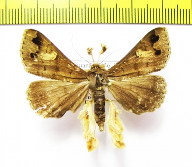 Noctuidae sp.  French Guiana - INSECTS-STORE.RU