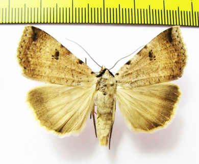 Lygephila vulcanea  Russia, Far East - INSECTS-STORE.RU