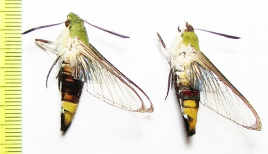 Sphingidae sp.  Thailand - INSECTS-STORE.RU