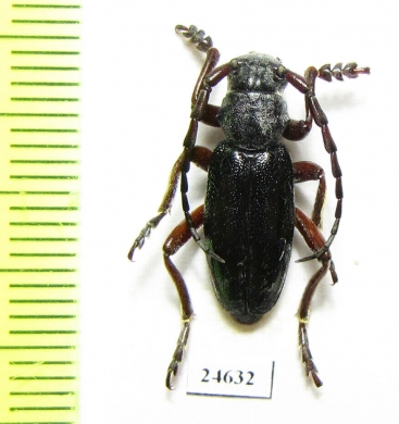 Dorcadion klavdiae  Georgia - INSECTS-STORE.RU