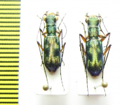 Heptodonta analis, pair  Malaysia, Borneo - INSECTS-STORE.RU