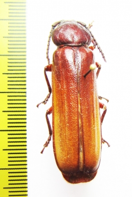 Diploschema sp.  Peru - INSECTS-STORE.RU