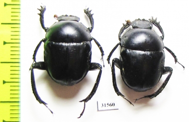 Gymnopleurus sp.  Zanzibar isl. - INSECTS-STORE.RU