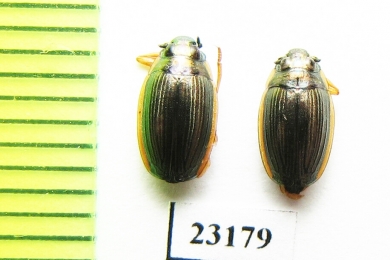 Gyrinidae sp.  Tajikistan - INSECTS-STORE.RU