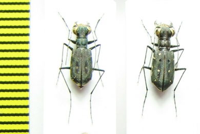 Cicindelinae sp., pair  Indonesia, Papua - INSECTS-STORE.RU