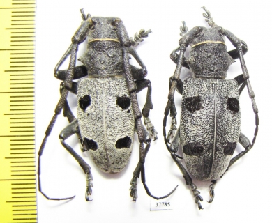 Morimus funereus, pair  Moldova 35mm - INSECTS-STORE.RU