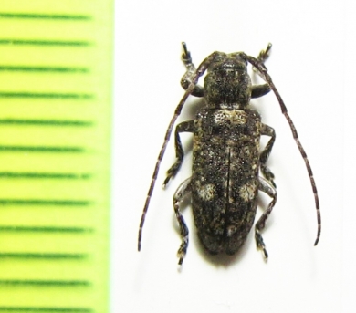 Pterolophia mandzhurica  Russia, Far East - INSECTS-STORE.RU