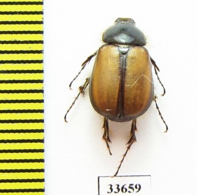 Elaphocera schmidti  Greece - INSECTS-STORE.RU