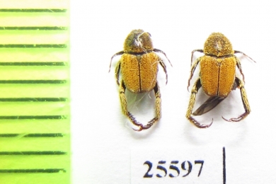 Hopliini sp.  South Africa Rep. - INSECTS-STORE.RU