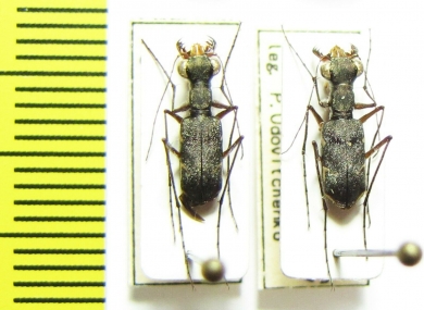 Pentacomia sp.  Peru - INSECTS-STORE.RU