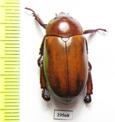 Rutelinae sp.  Panama - INSECTS-STORE.RU