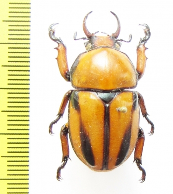 Fruhstorferia nigromuliebris  Malaysia, Borneo - INSECTS-STORE.RU