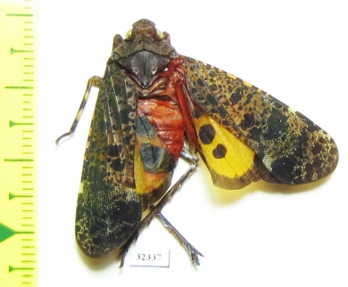 Penthicodes quadrimaculata  Malaysia, Borneo - INSECTS-STORE.RU