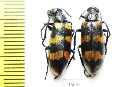 Meloidae sp.  Morocco - INSECTS-STORE.RU