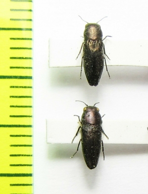 Sphenoptera basalis  Russia, Astrakhan reg. - INSECTS-STORE.RU