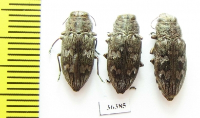 Chrysobothris cribraria  USA, FL - INSECTS-STORE.RU