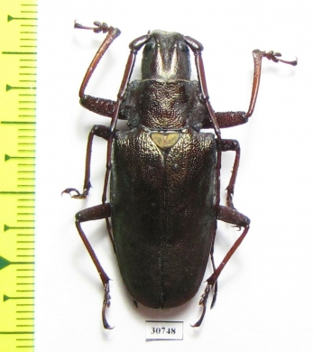 Scatopyrodes beltii  Costa Rica 40mm - INSECTS-STORE.RU