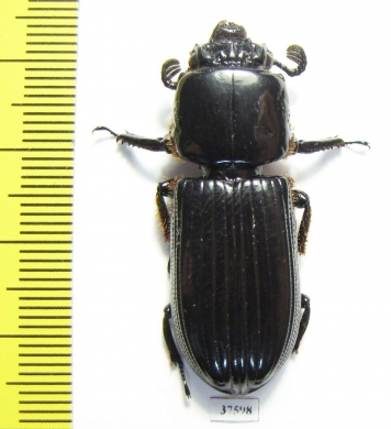 Passalidae sp.  Ecuador - INSECTS-STORE.RU