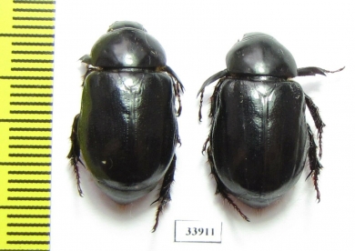 Dynastinae sp.  Panama - INSECTS-STORE.RU