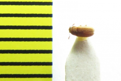 Mycetophagidae, Typhaea haagi  Russia, Far East - INSECTS-STORE.RU