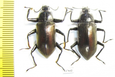 Tenebrionidae sp., pair  Indonesia, Kalimantan - INSECTS-STORE.RU