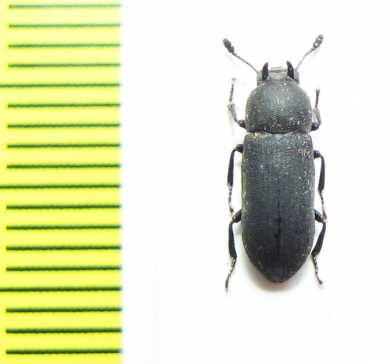 Cryphaeus sp.  Malaysia - INSECTS-STORE.RU