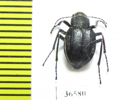 Lasiostola laticollis  Uzbekistan - INSECTS-STORE.RU