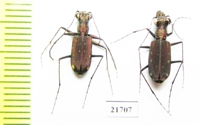 Cicindelinae sp., pair  Myanmar - INSECTS-STORE.RU