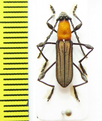 Cerambycidae sp.  Peru - INSECTS-STORE.RU