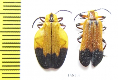 Lycidae sp.  Tanzania - INSECTS-STORE.RU