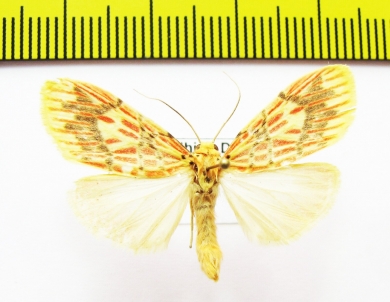 Erebidae sp.  Nepal - INSECTS-STORE.RU