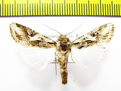 Noctuidae sp.  French Guiana - INSECTS-STORE.RU