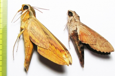 Sphingidae sp.  Thailand - INSECTS-STORE.RU