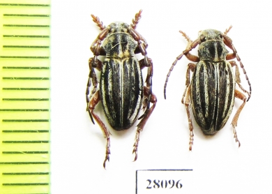 Dorcadion komarovi kryzhanovskii, pair  Turkmenistan - INSECTS-STORE.RU