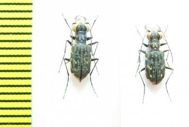 Cicindelinae sp., pair  Indonesia, Papua - INSECTS-STORE.RU
