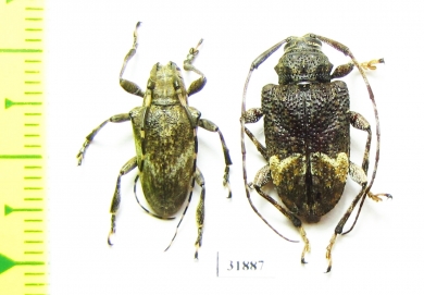 Cerambycidae sp.  Panama - INSECTS-STORE.RU